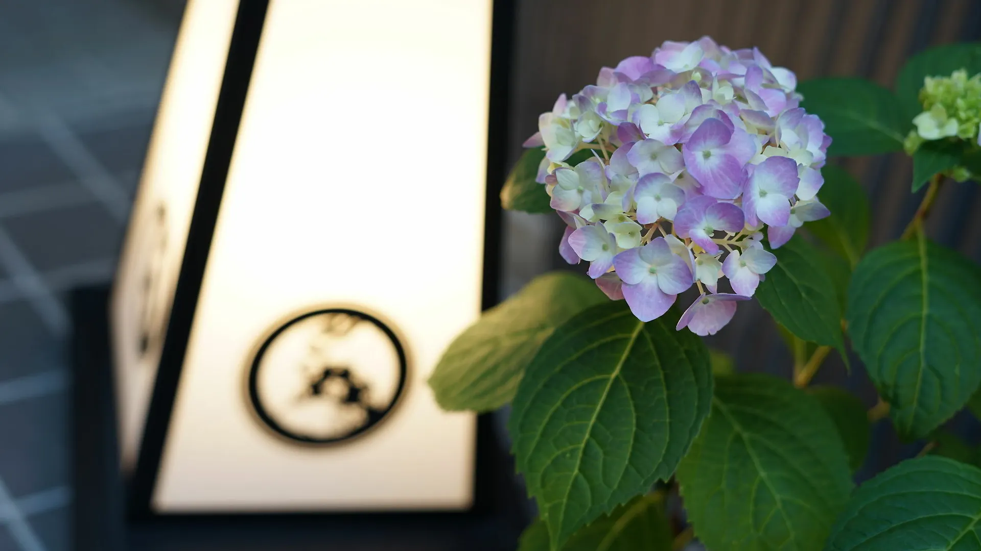 Hotel cápsula Nadeshiko Hotel Shibuya - Sólo mujeres Tokio Japón